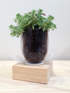 TAKE OFF plant pot